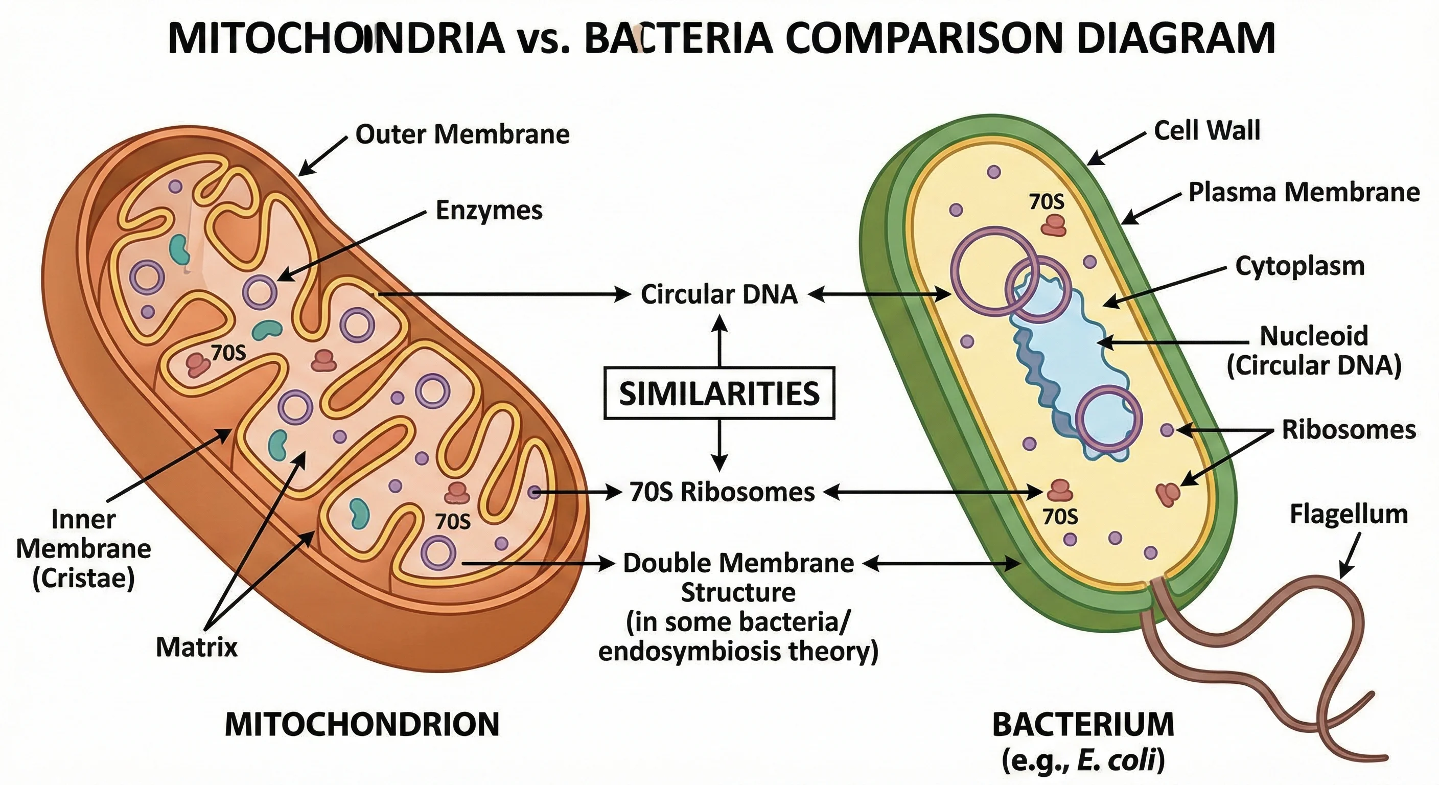 Mitochondria vs bacteria comparison diagram