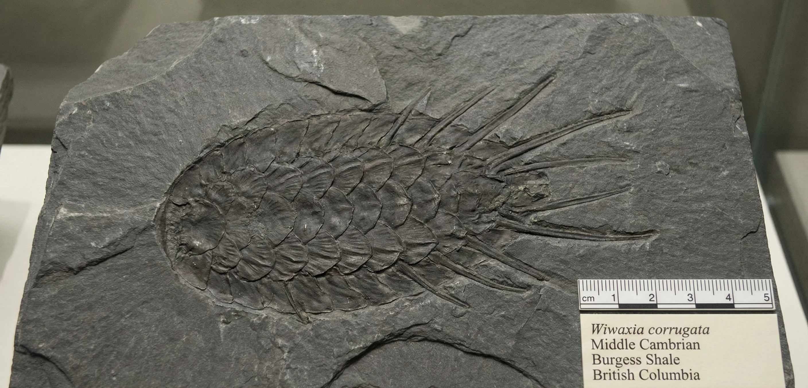 Wiwaxia corrugata fossil