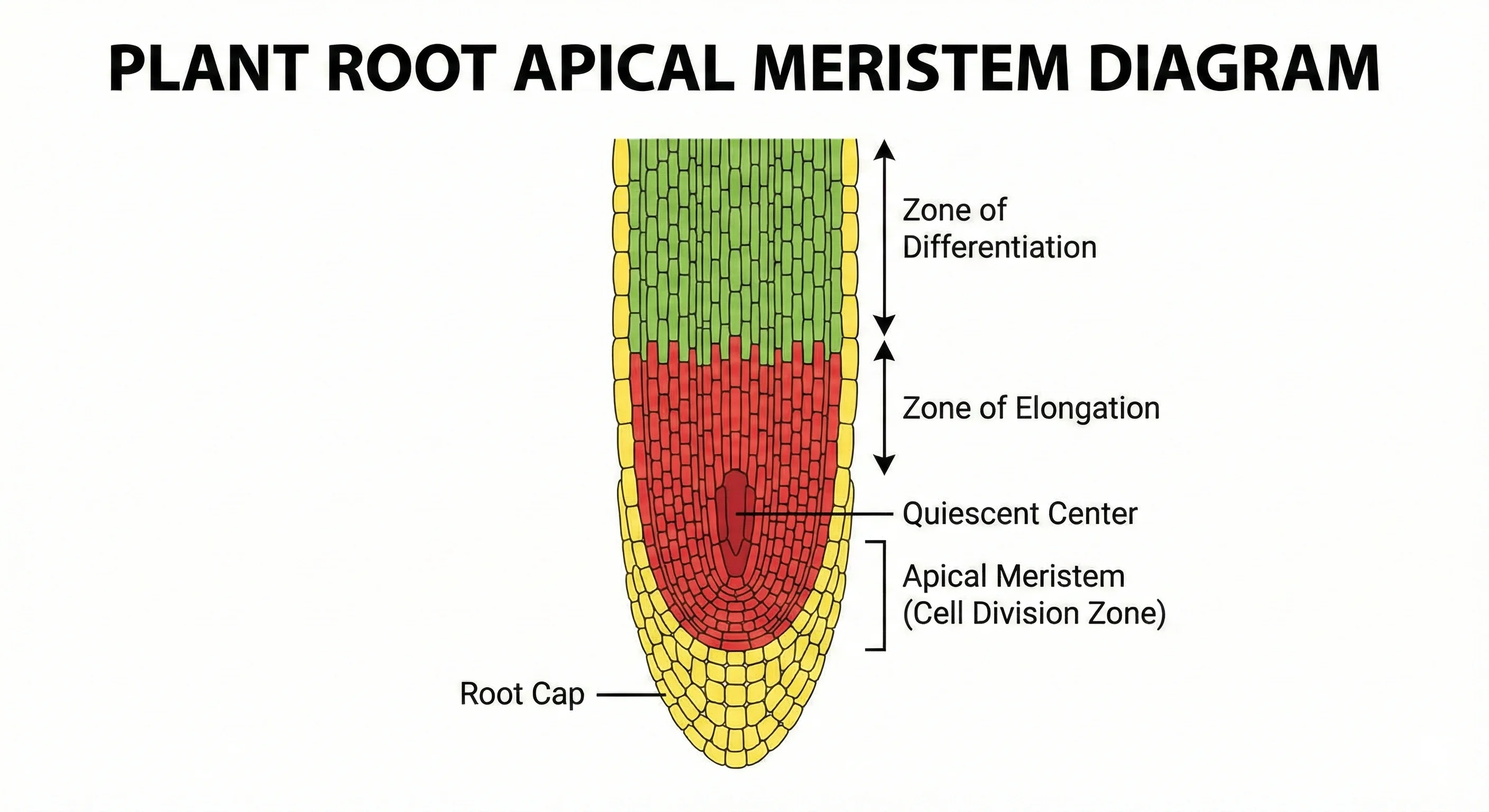 Plant root apical meristem diagram