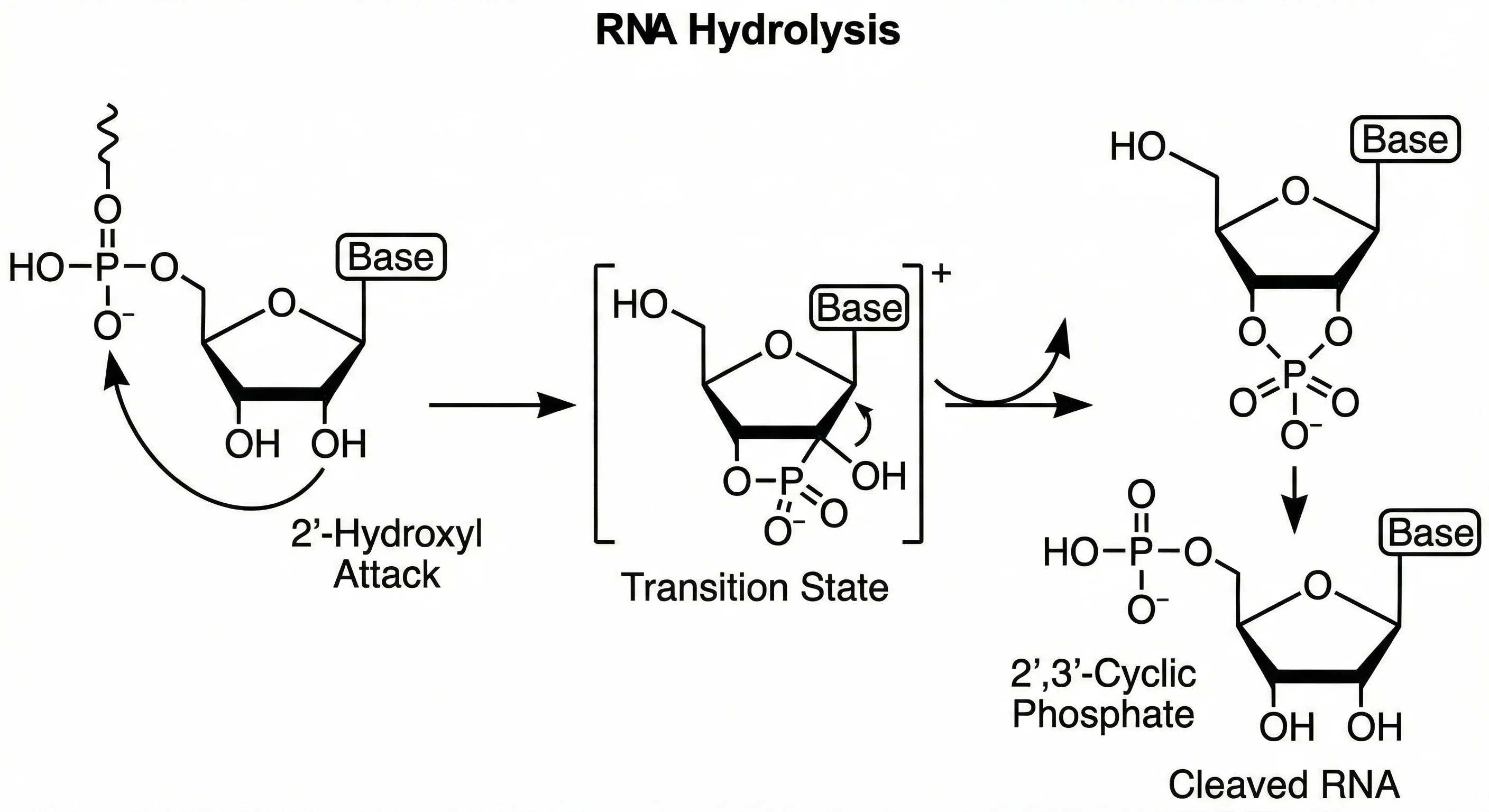 RNA hydrolysis mechanism 2-prime hydroxyl attack