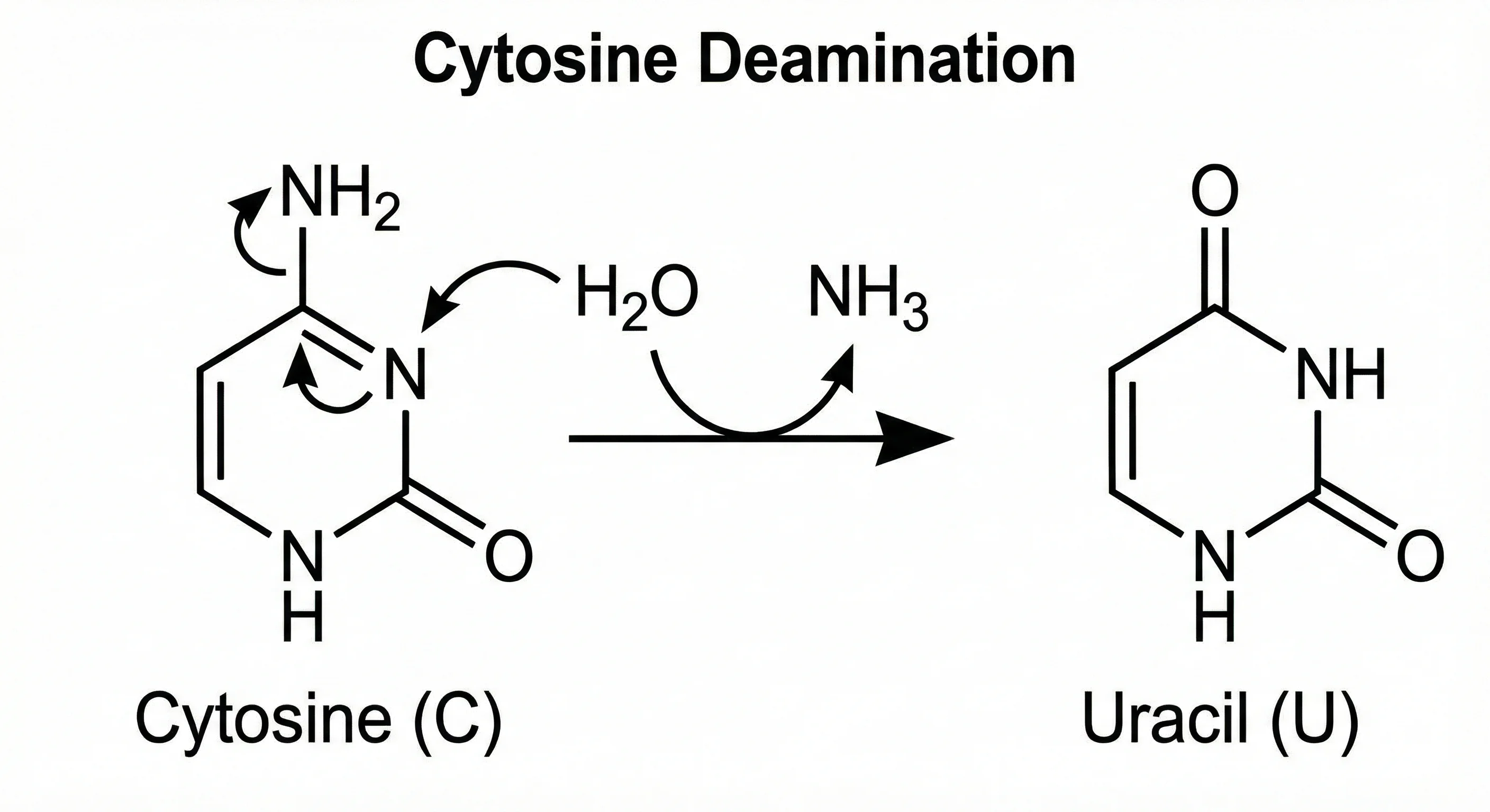 Cytosine deamination into uracil diagram